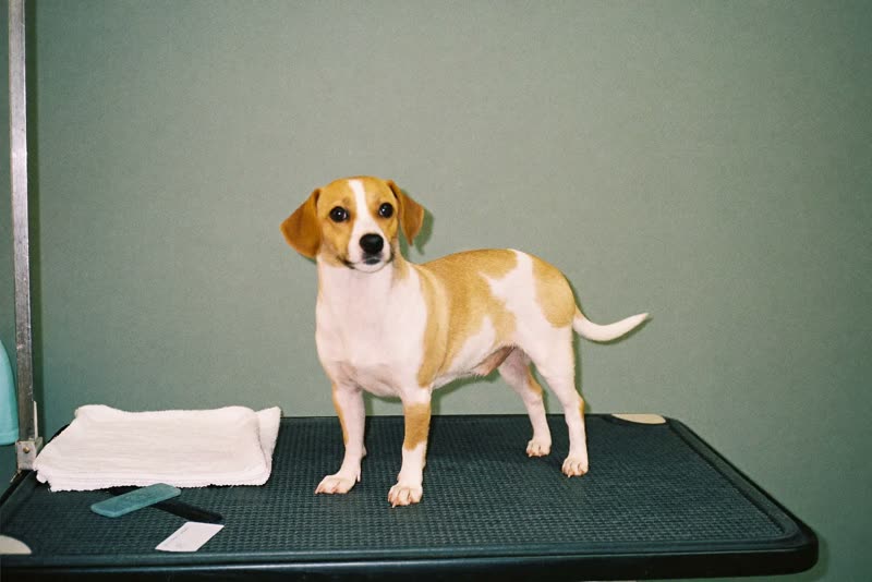 A small dog standing on a grooming table beside a towel and comb