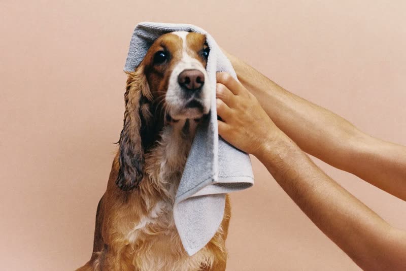Hands towel-drying a damp cocker spaniel