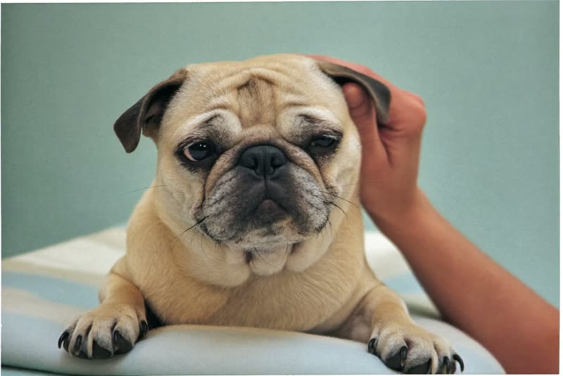 An elderly pug resting on a blanket after a groom