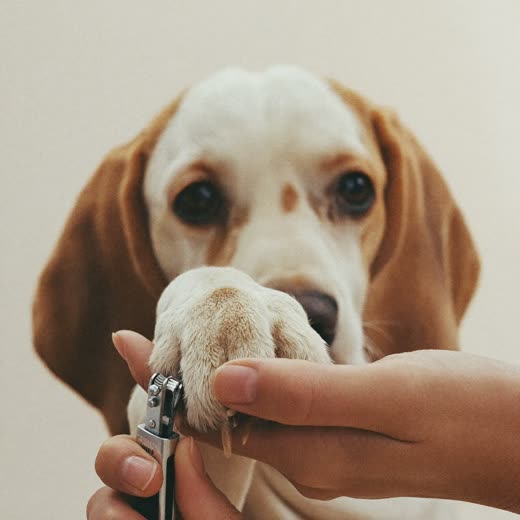 A dog's paw held for a nail trim
